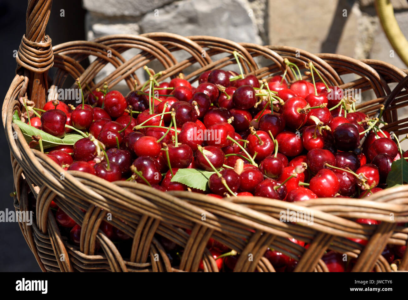 Fresh picked cherries in a wicker basket in Dolnje Cerovo in the Gorica Hills Brda Slovenia Stock Photo