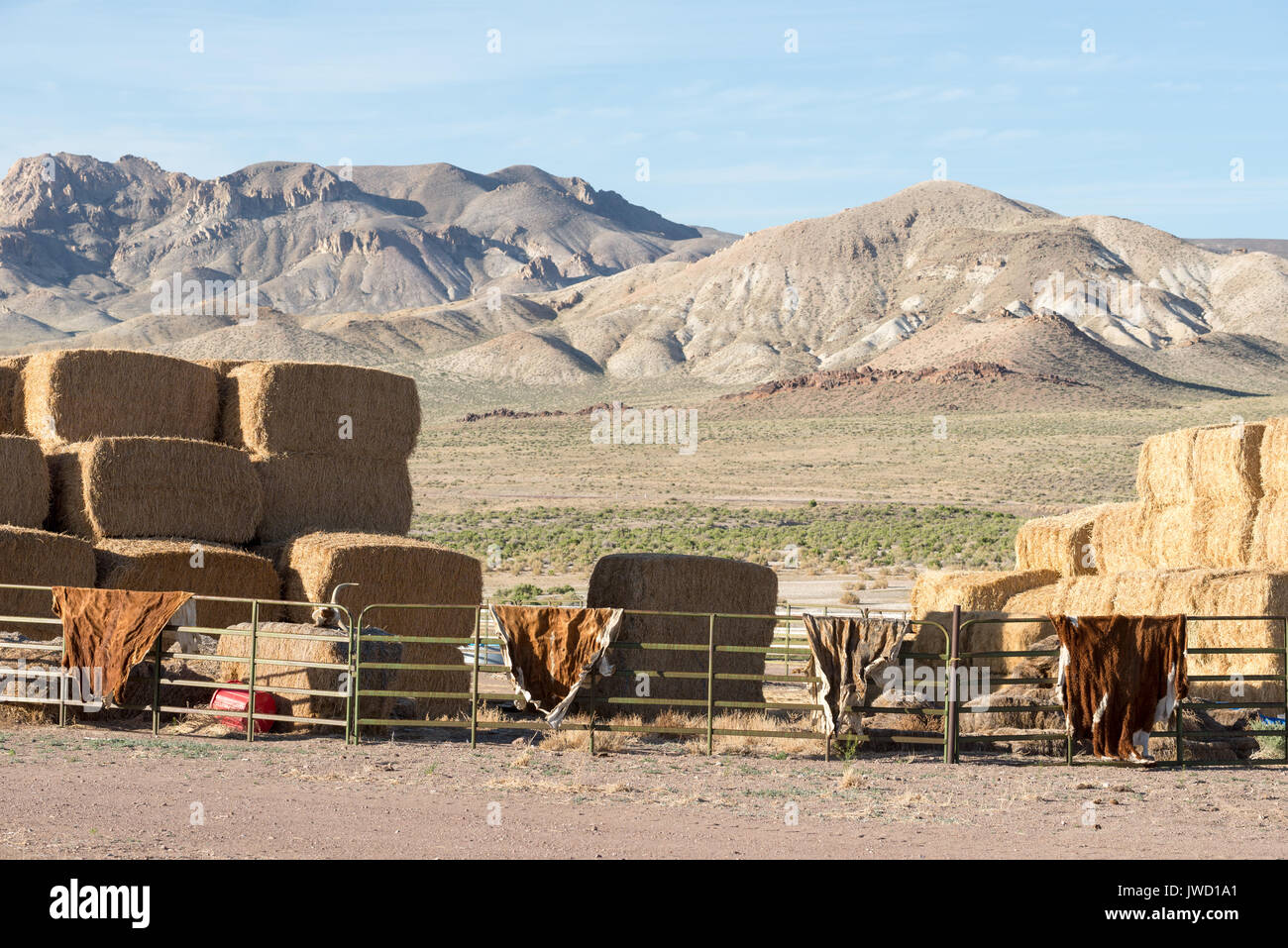 Cow hides drying on corral panels on a ranch in the Nevada desert. Stock Photo