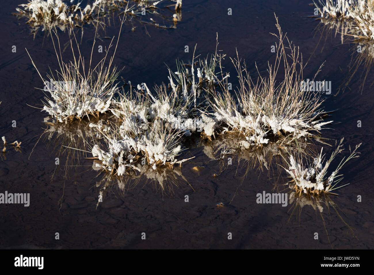 White alkali soil at the edge of the Bisti/DeNaZin Wilderness near
