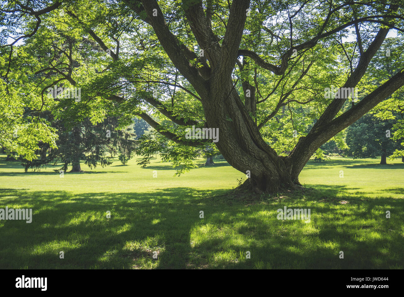 Large tree in a park hi-res stock photography and images - Alamy