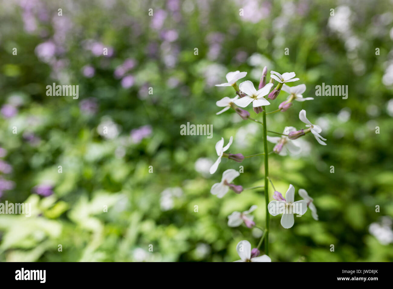 White and purple wildflowers grow in the shade of a forest in upstate