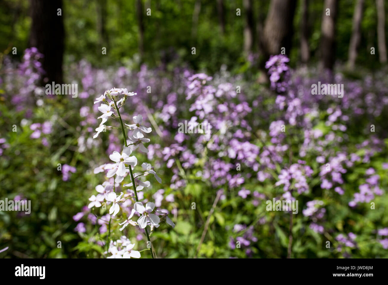 New york wildflowers hires stock photography and images Alamy