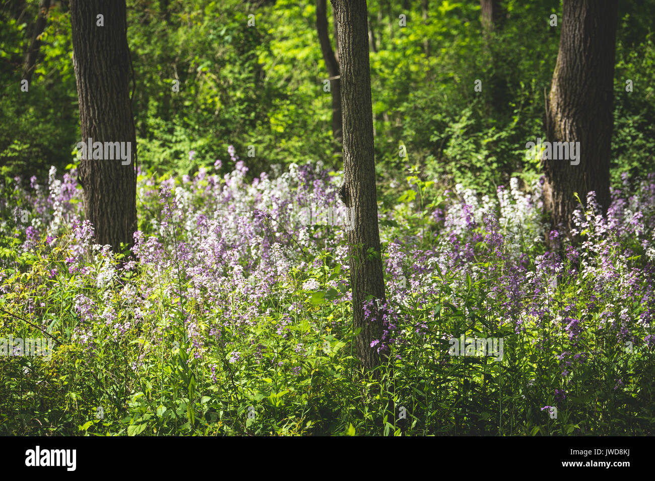 White and purple wildflowers grow in the shade of a forest in upstate