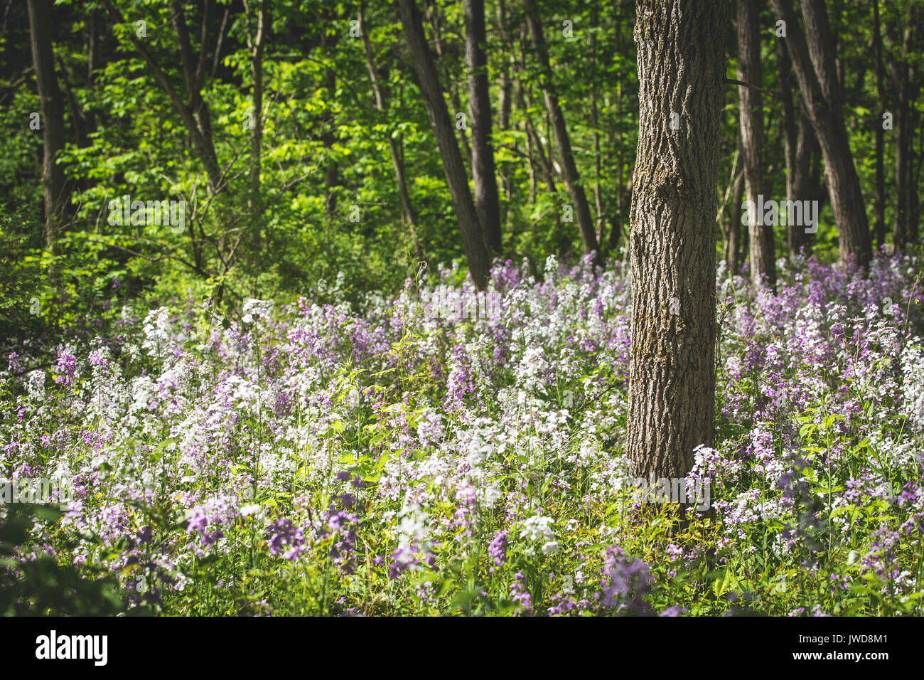 White and purple wildflowers grow in the shade of a forest in upstate