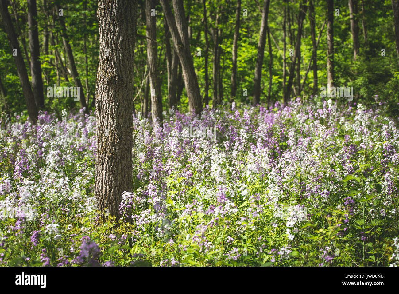 White and purple wildflowers grow in the shade of a forest in upstate