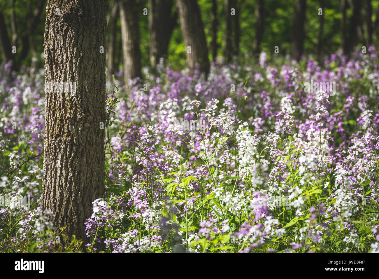 White and purple wildflowers grow in the shade of a forest in upstate
