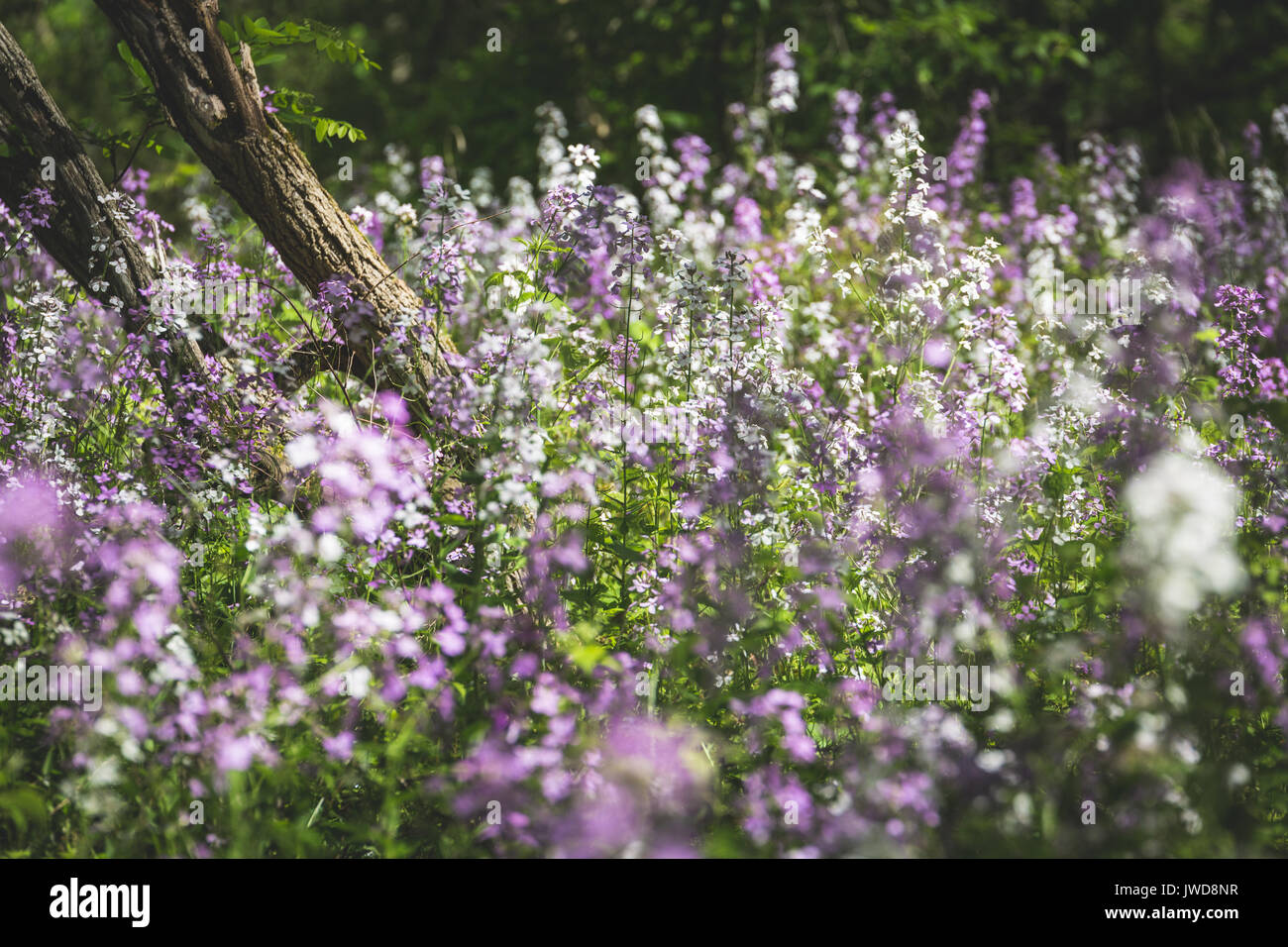 White and purple wildflowers grow in the shade of a forest in ...