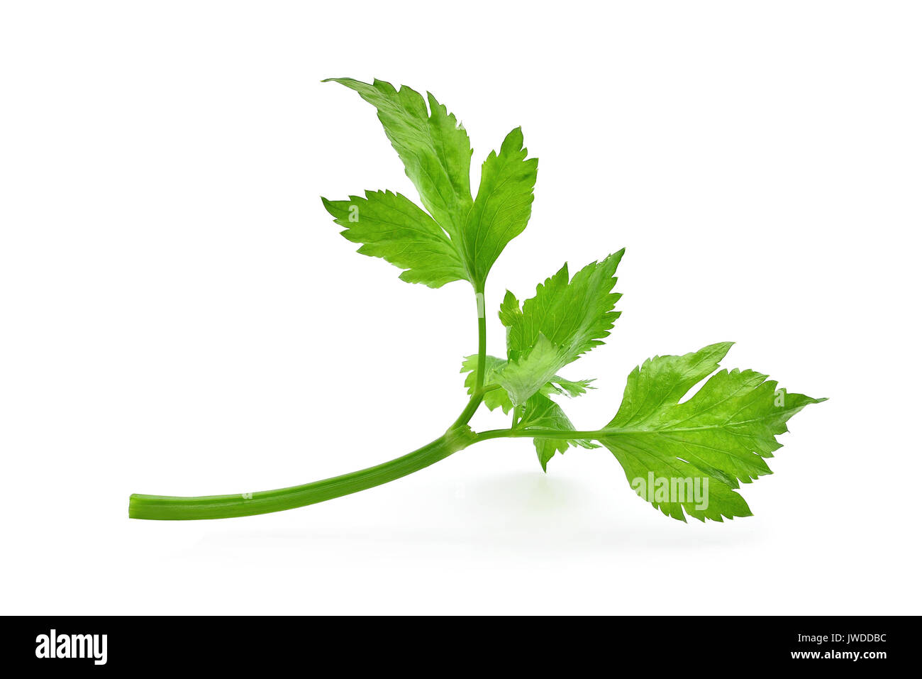 Celery leaf isolated on white background Stock Photo Alamy
