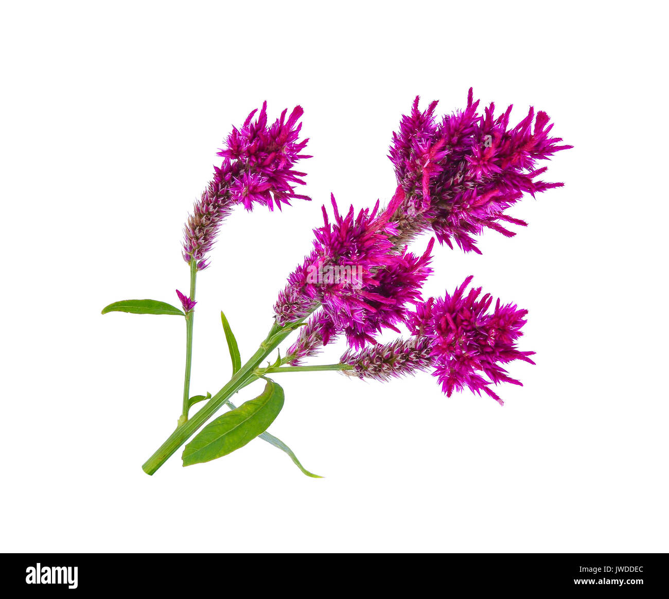 Wool flower,Celosia Argentea L. var cristata (L.) Kuntze isolated on