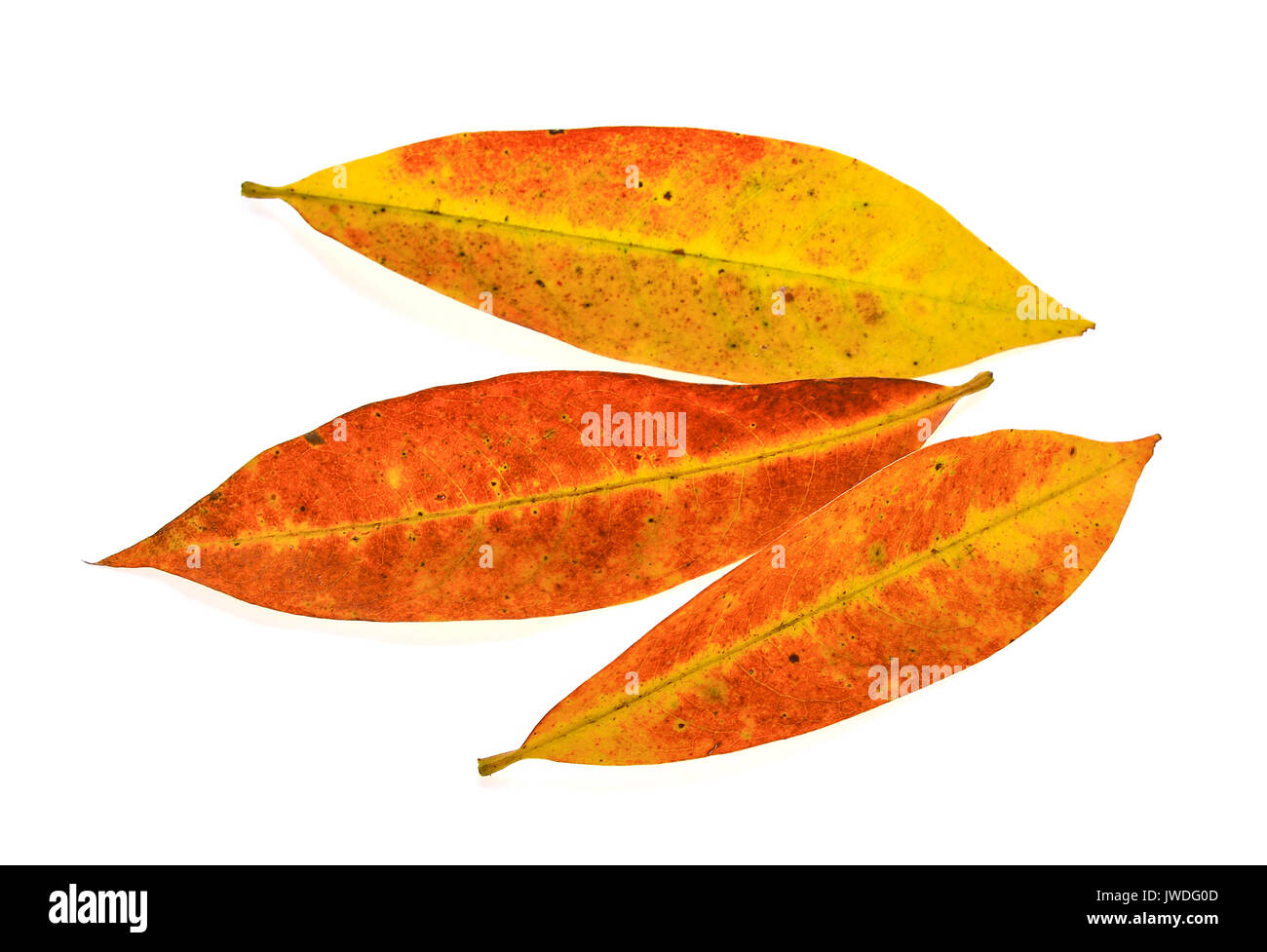 autumn leaves isolated on white background Stock Photo - Alamy