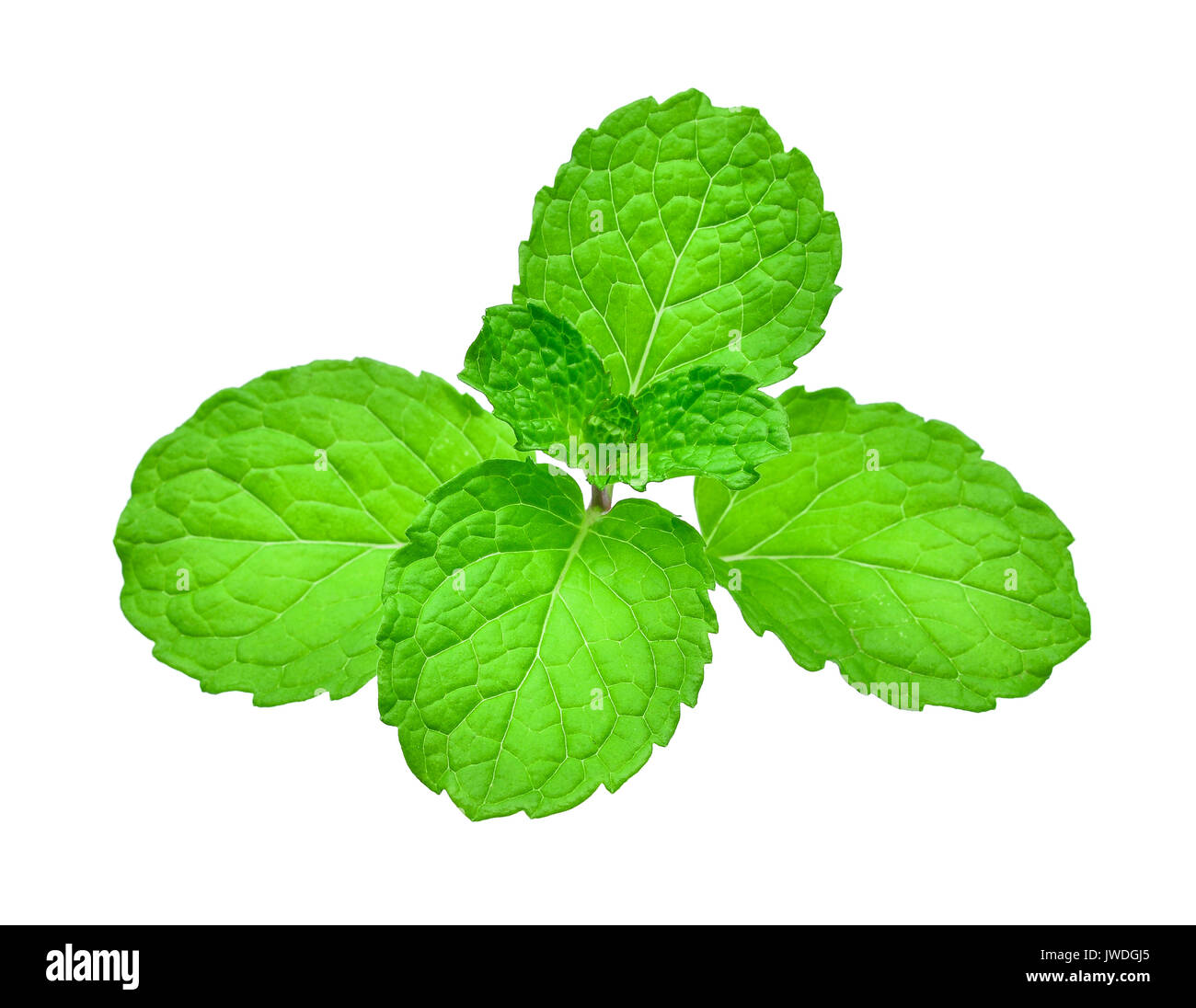 fresh mint leaf isolated on white background Stock Photo Alamy