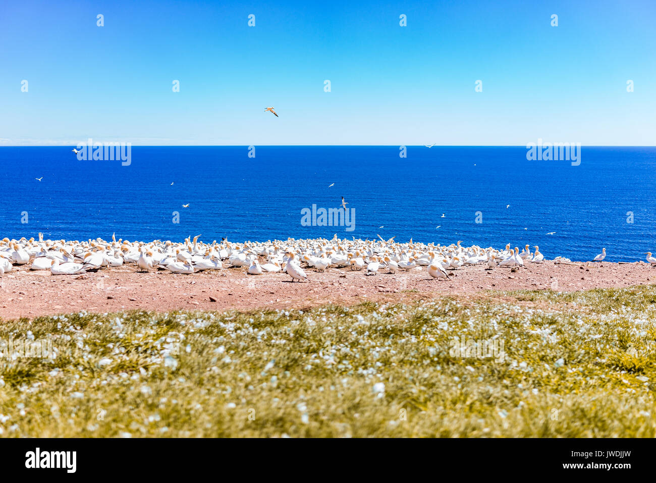 Overlook of white Gannet bird colony nesting on cliff on Bonaventure Island in Perce, Quebec, Canada by Gaspesie, Gaspe region Stock Photo