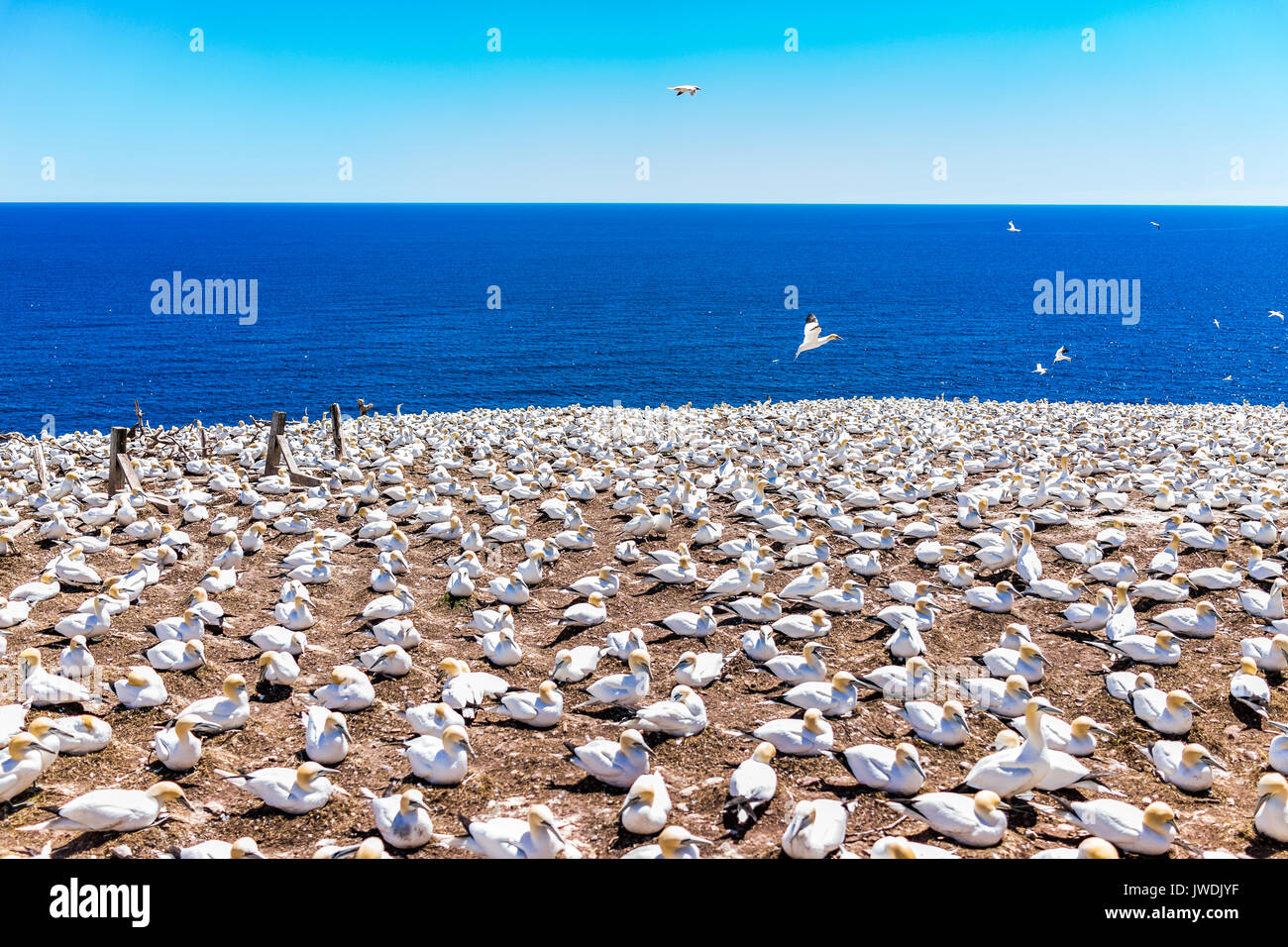 Overlook of white Gannet bird colony nesting on cliff on Bonaventure Island in Perce, Quebec, Canada by Gaspesie, Gaspe region Stock Photo
