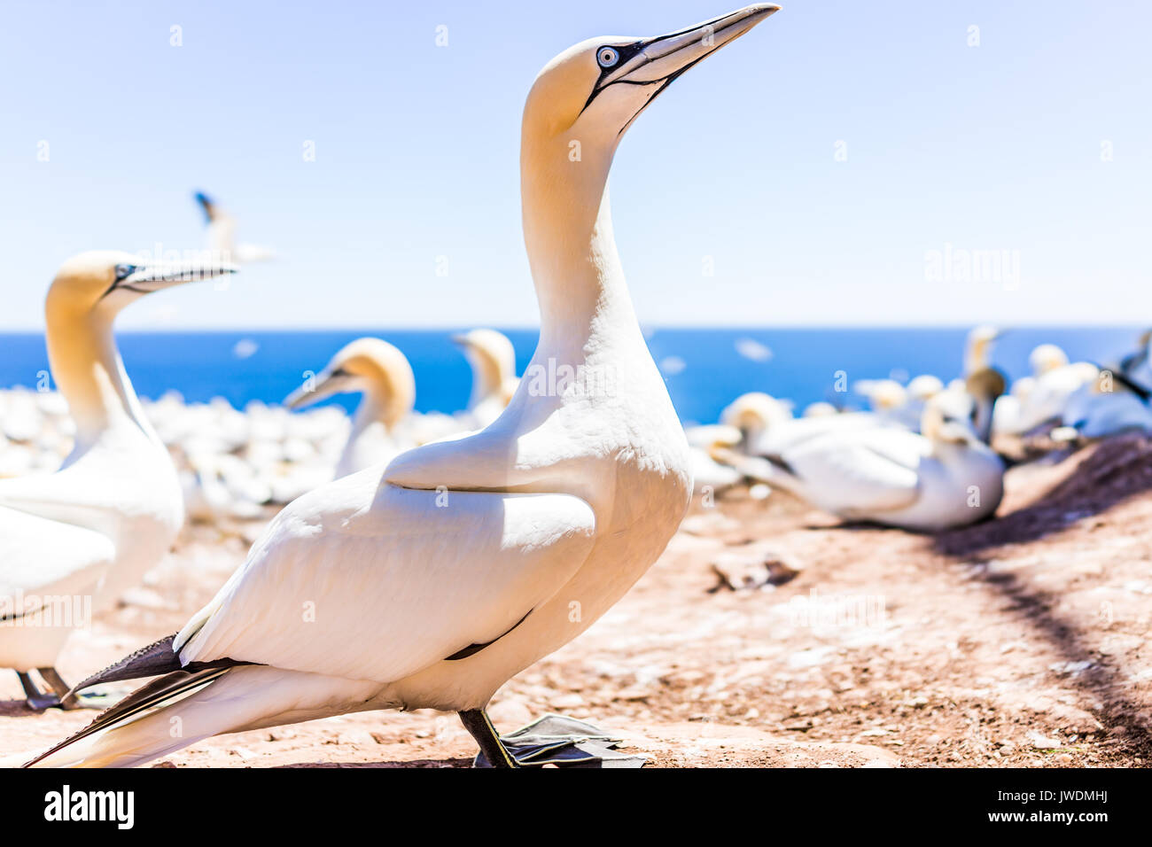 Closeup Of Curious White Gannet Bird Nesting With Blue Eyes