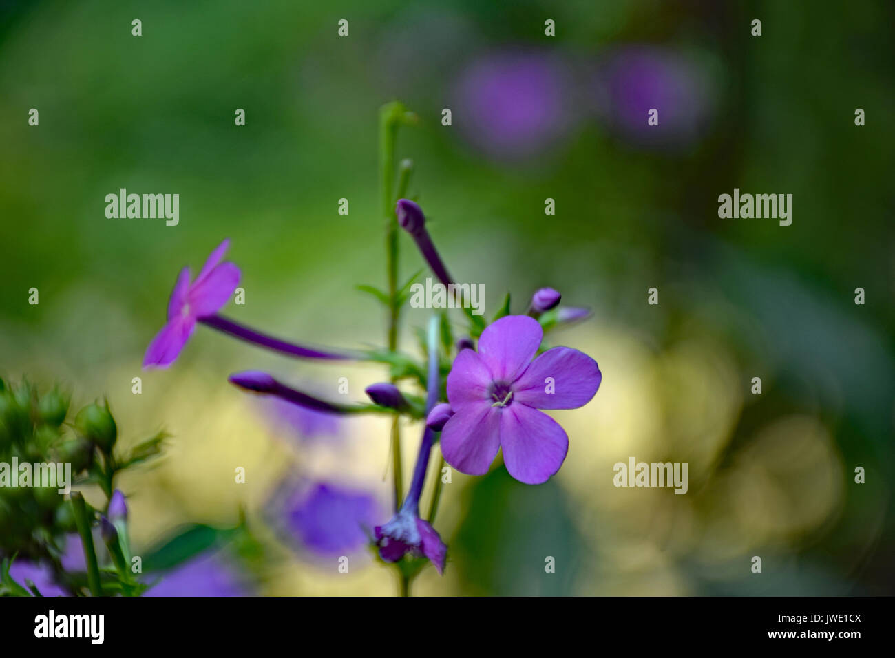 Purple wildflowers hi-res stock photography and images - Alamy