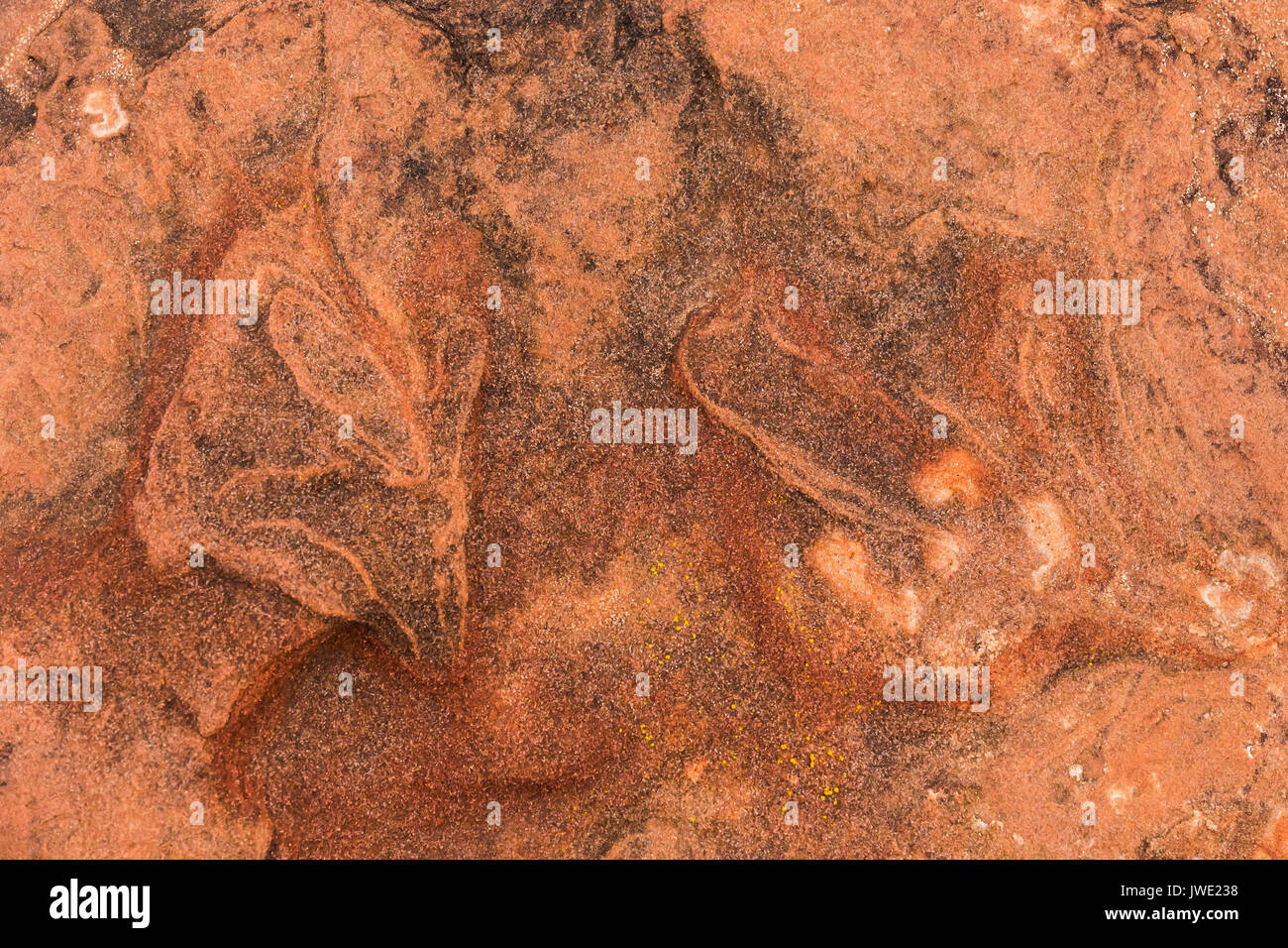 Dinosaur track in sandstone at the North Moccasin Mountain Track Site