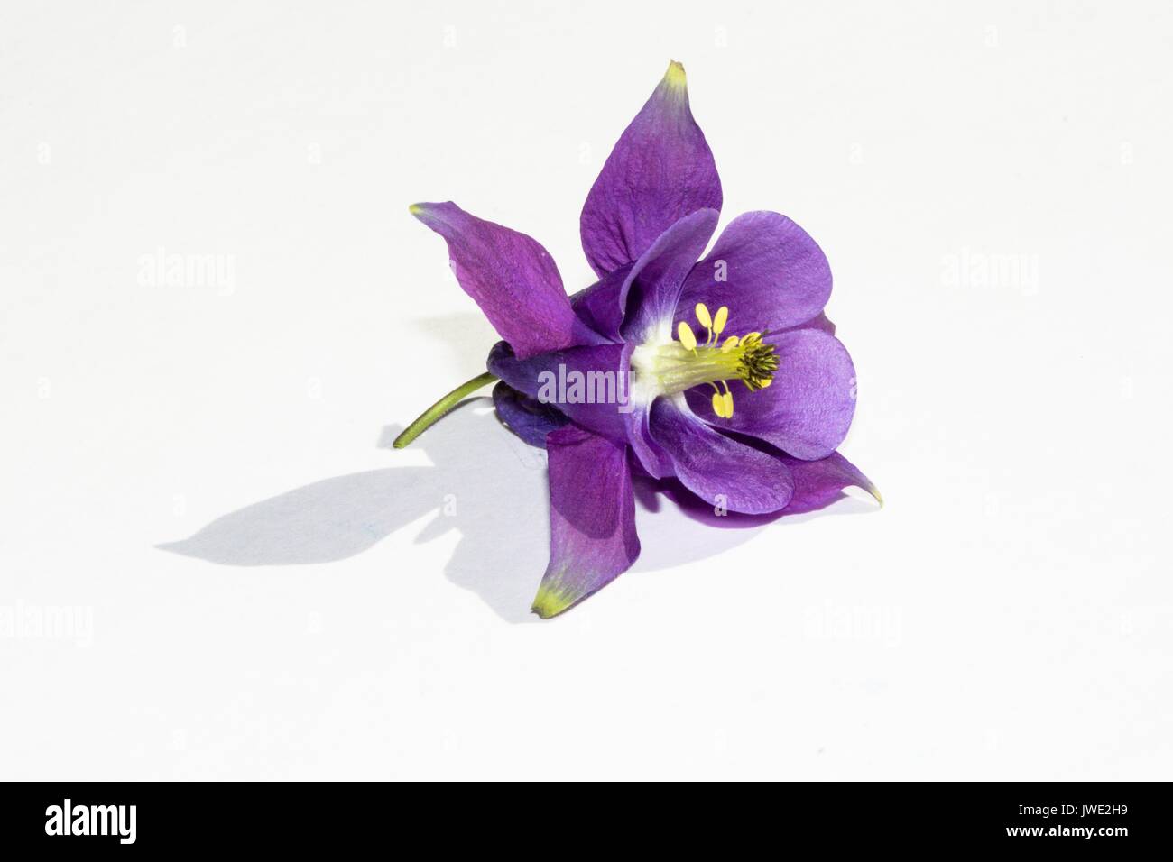 Violet flower of a field plant on a white background. Stock Photo