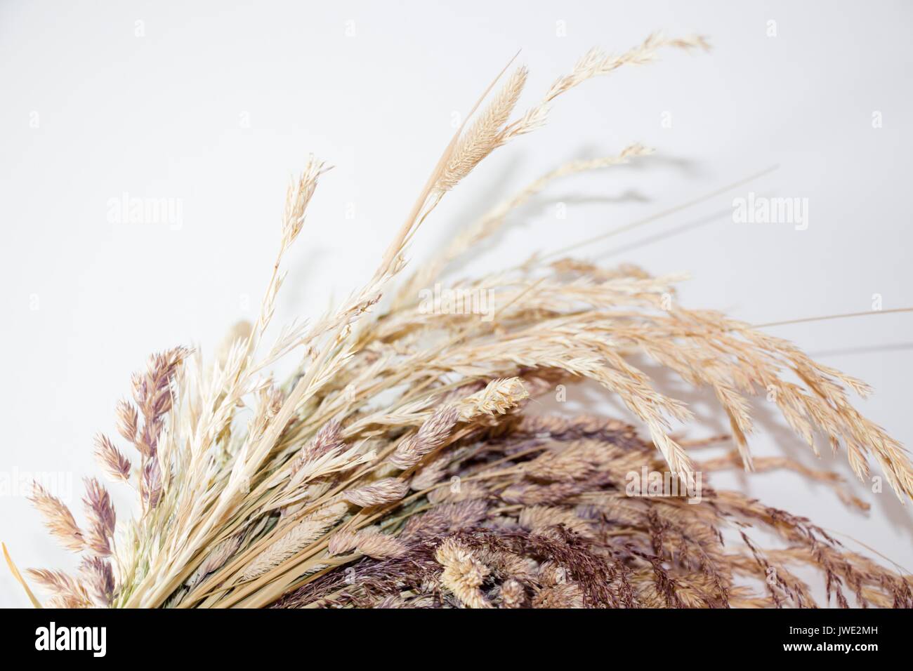 Herbarium of meadow grass and plants on a white background. Stock Photo