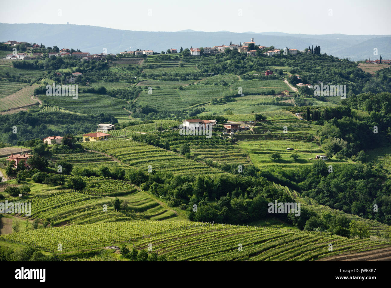 View of hilltop Saint Nicholas church in Gornje Cerovo and rows of grapes in vineyards of Goriska Hills from Smartno Brda Slovenia Stock Photo