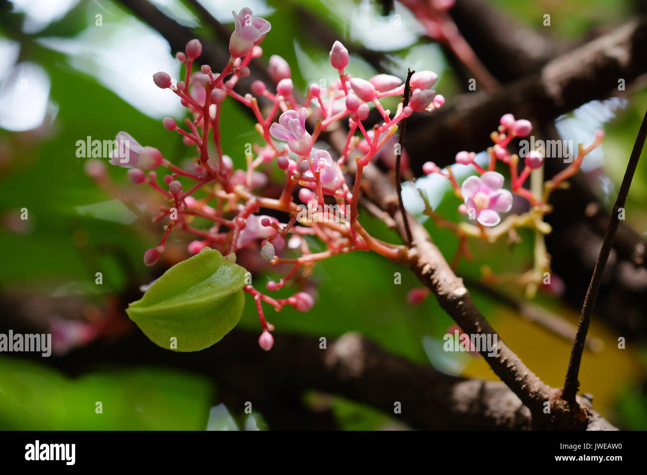 Green star apple fruit on the tree, Carambola on the tree. fruit of vitamin. Stock Photo