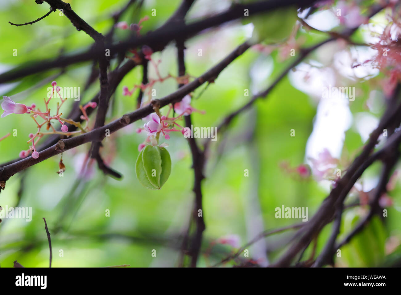Star apple tree hires stock photography and images Alamy