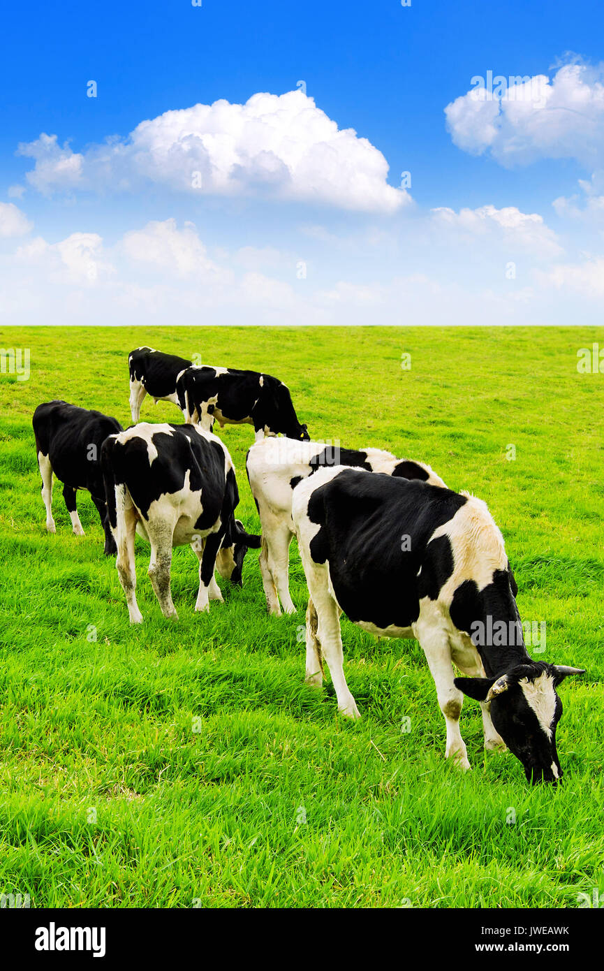 Cows on a green field and blue sky Stock Photo - Alamy