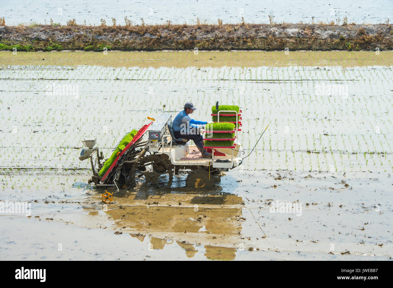 SEOUL, SOUTH KOREA  -  MAY 17 : Rice planting by rice transplanter in Seoul. Photo taken on may 17,2015 in seoul,South Korea. Stock Photo