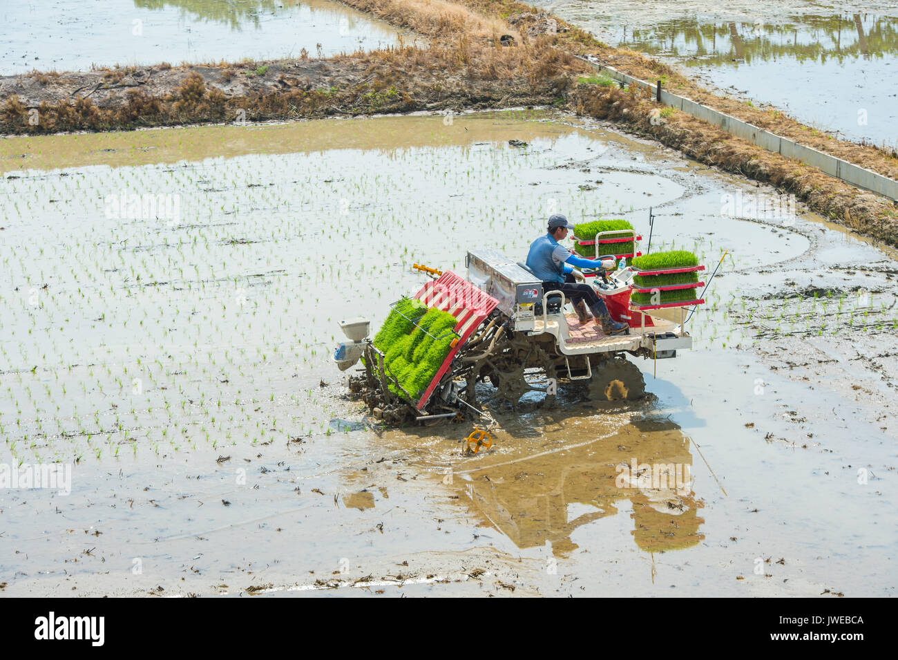 SEOUL, SOUTH KOREA  -  MAY 17 : Rice planting by rice transplanter in Seoul. Photo taken on may 17,2015 in seoul,South Korea. Stock Photo