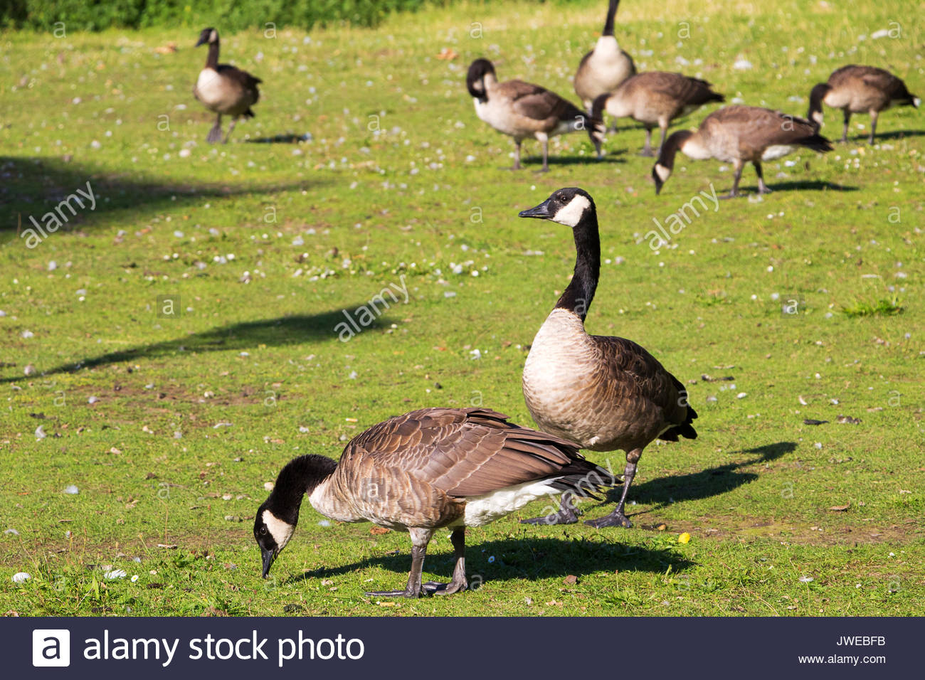 canada goose shop berlin canada goose shop berlin