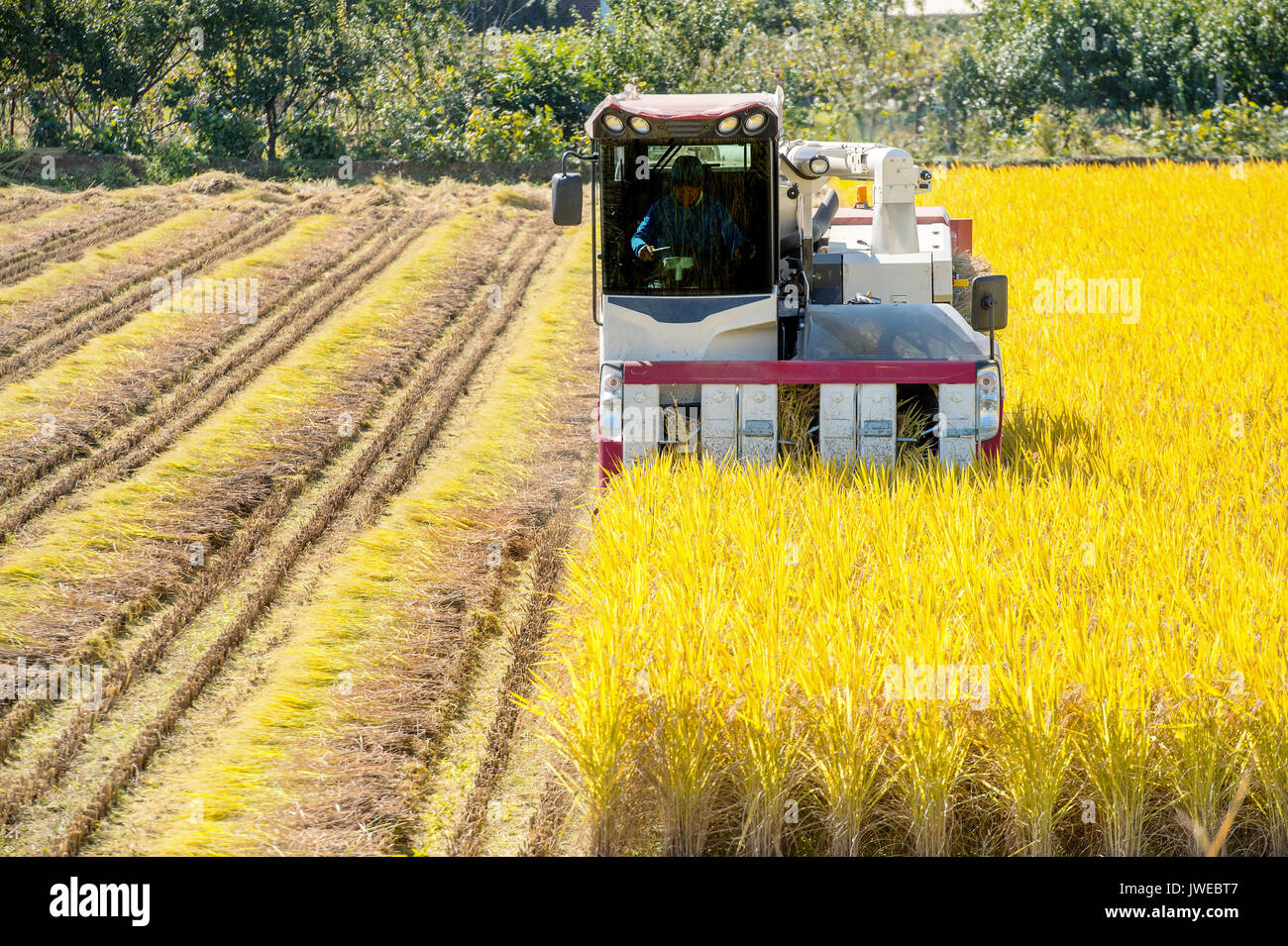 Combine harvester in a rice field during harvest time Stock Photo Alamy
