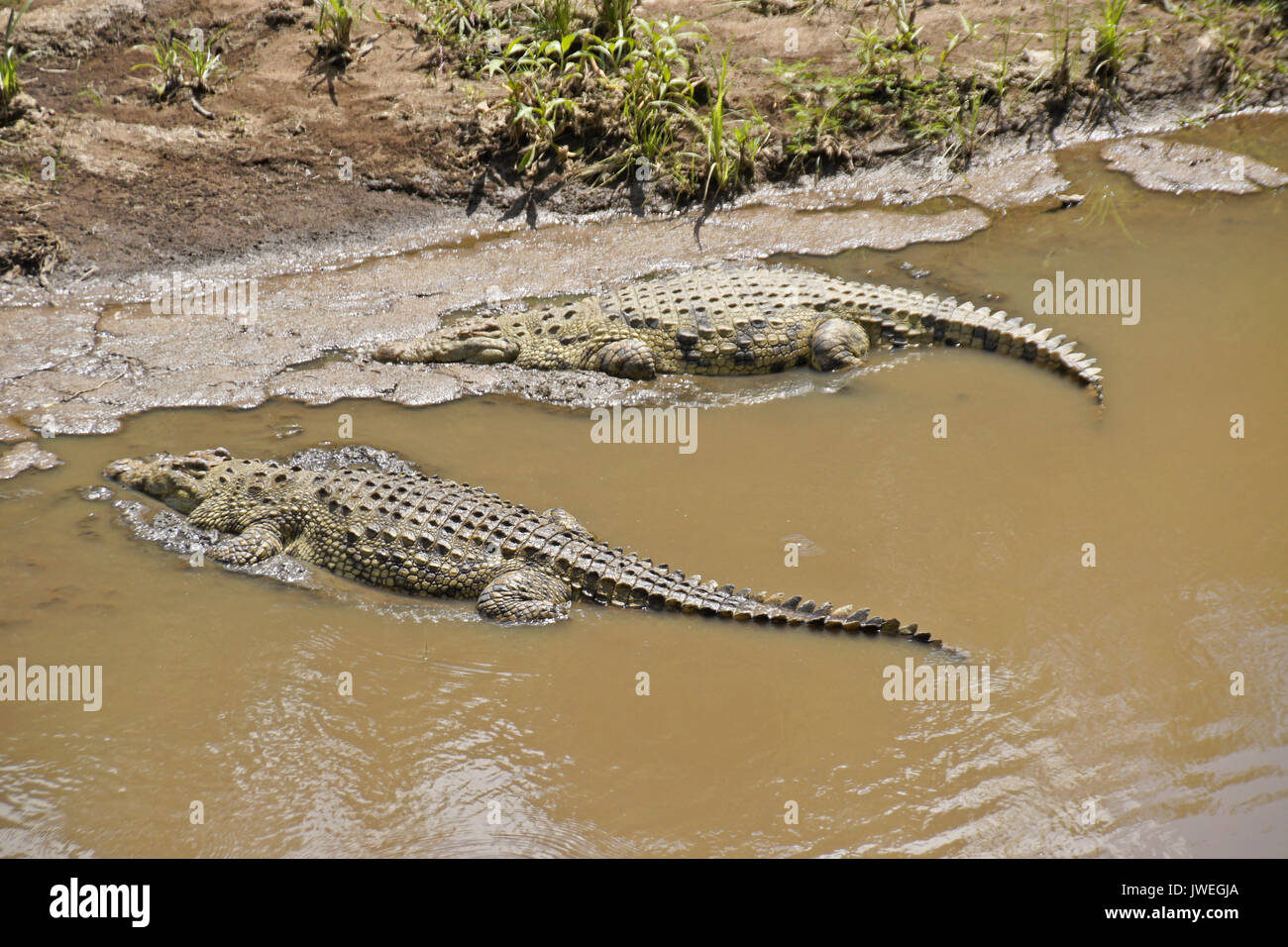 Nile crocodiles sunning on shore of Mara River, Masai Mara Game Reserve, Kenya Stock Photo