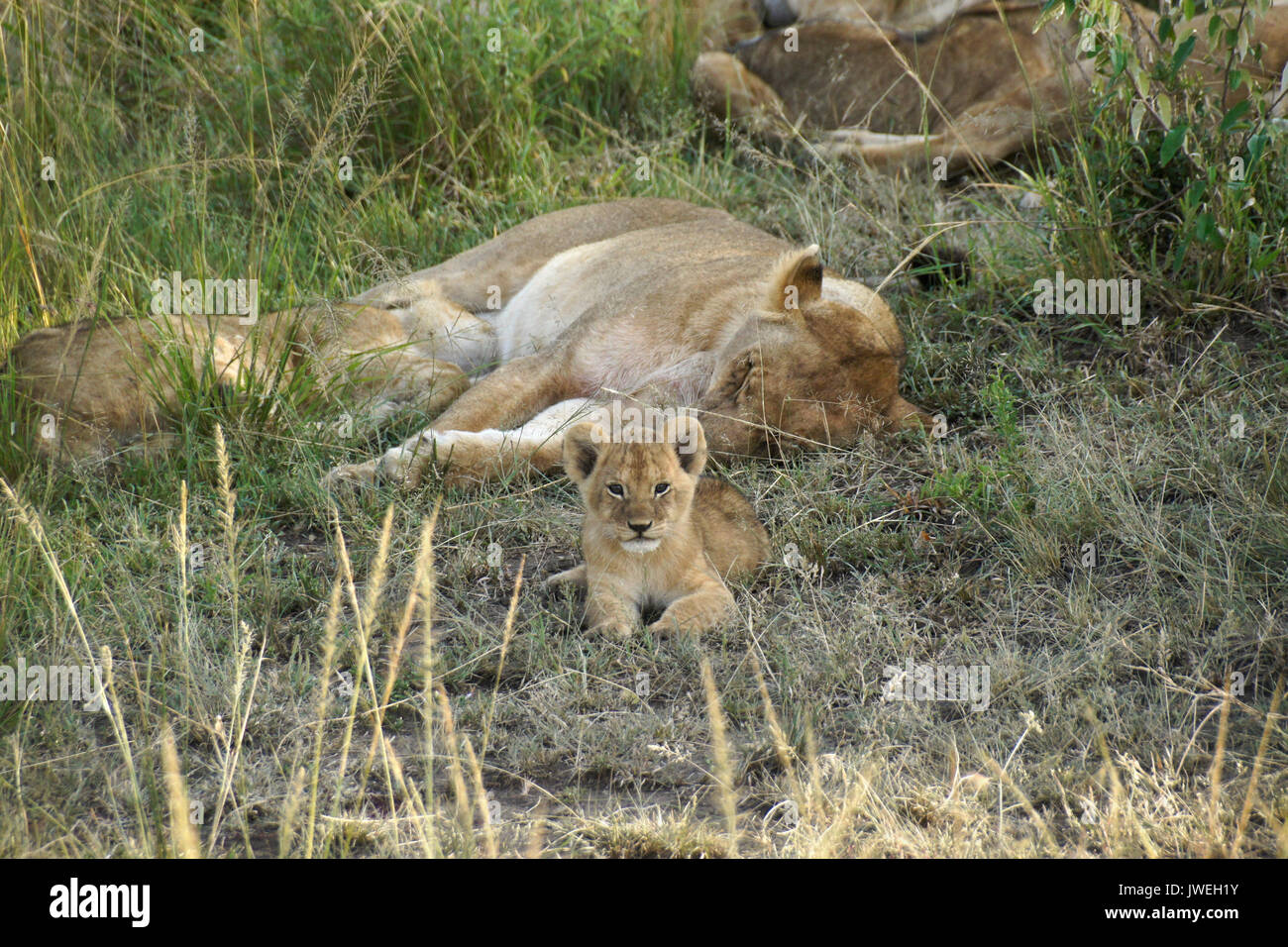 Tiny lion cub awake while the rest of the pride sleeps in the shade, Masai Mara Game Reserve, Kenya Stock Photo