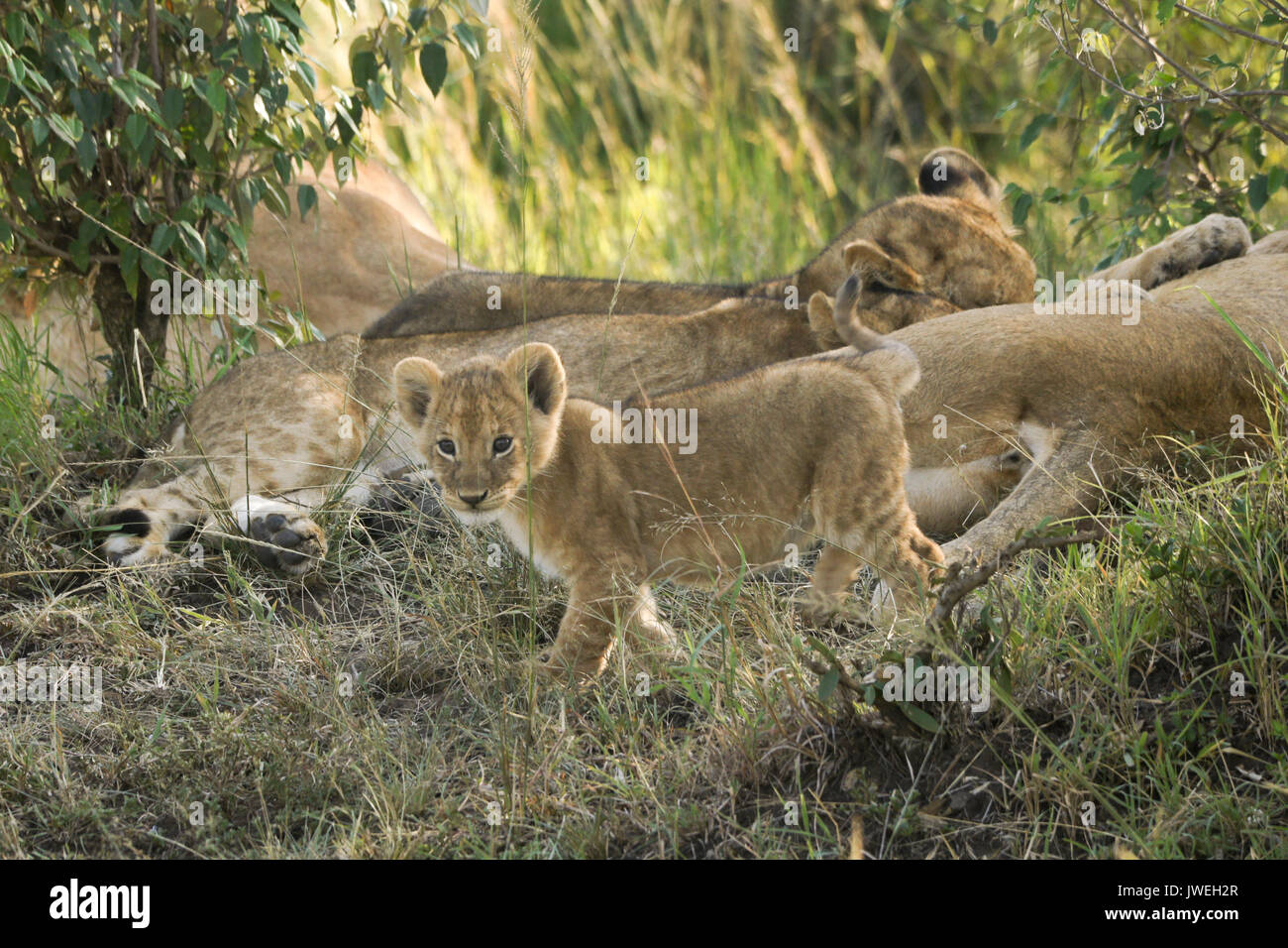 Tiny lion cub exploring while the rest of the pride sleeps, Masai Mara Game Reserve, Kenya Stock Photo