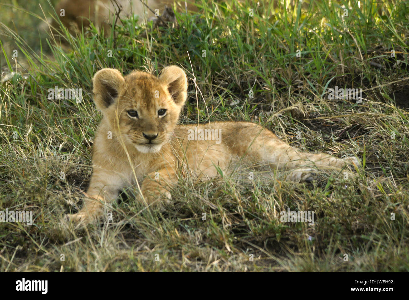 Tiny lion cub awake while the rest of the pride sleeps in the shade, Masai Mara Game Reserve, Kenya Stock Photo