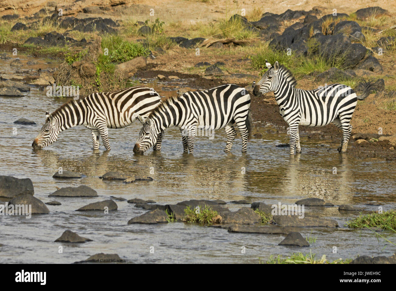 Burchell's (common or plains) zebras drinking in Mara River, Masai Mara Game Reserve, Kenya Stock Photo