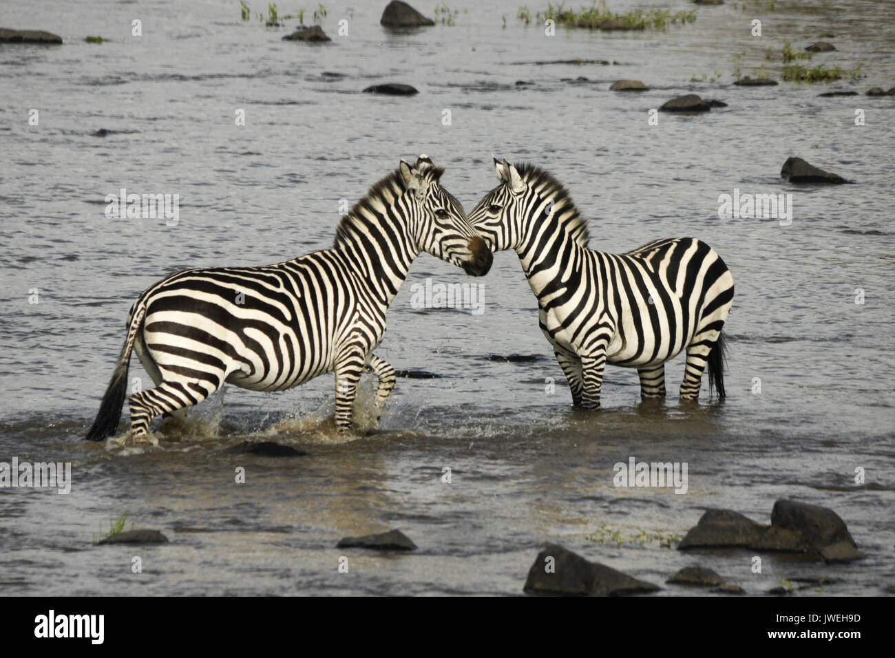 Burchell's (common or plains) zebras in Mara River, Masai Mara Game Reserve, Kenya Stock Photo