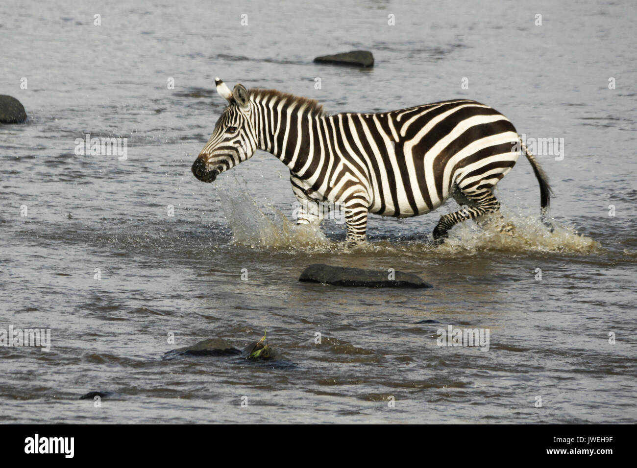 Burchell's (common or plains) zebra crossing Mara River, Masai Mara Game Reserve, Kenya Stock Photo