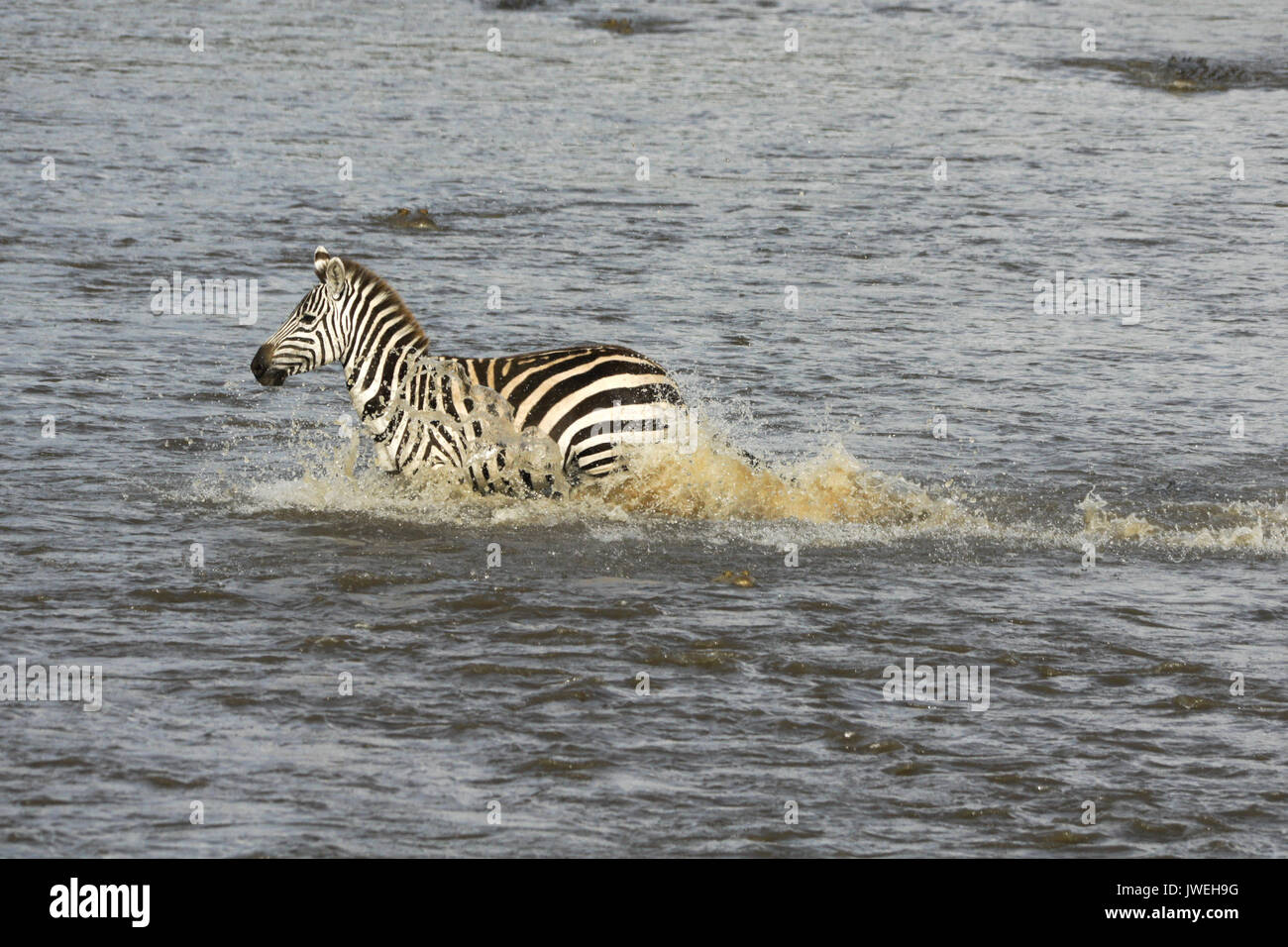 Burchell's (common or plains) zebra crossing crocodile-infested Mara River, Masai Mara Game Reserve, Kenya Stock Photo