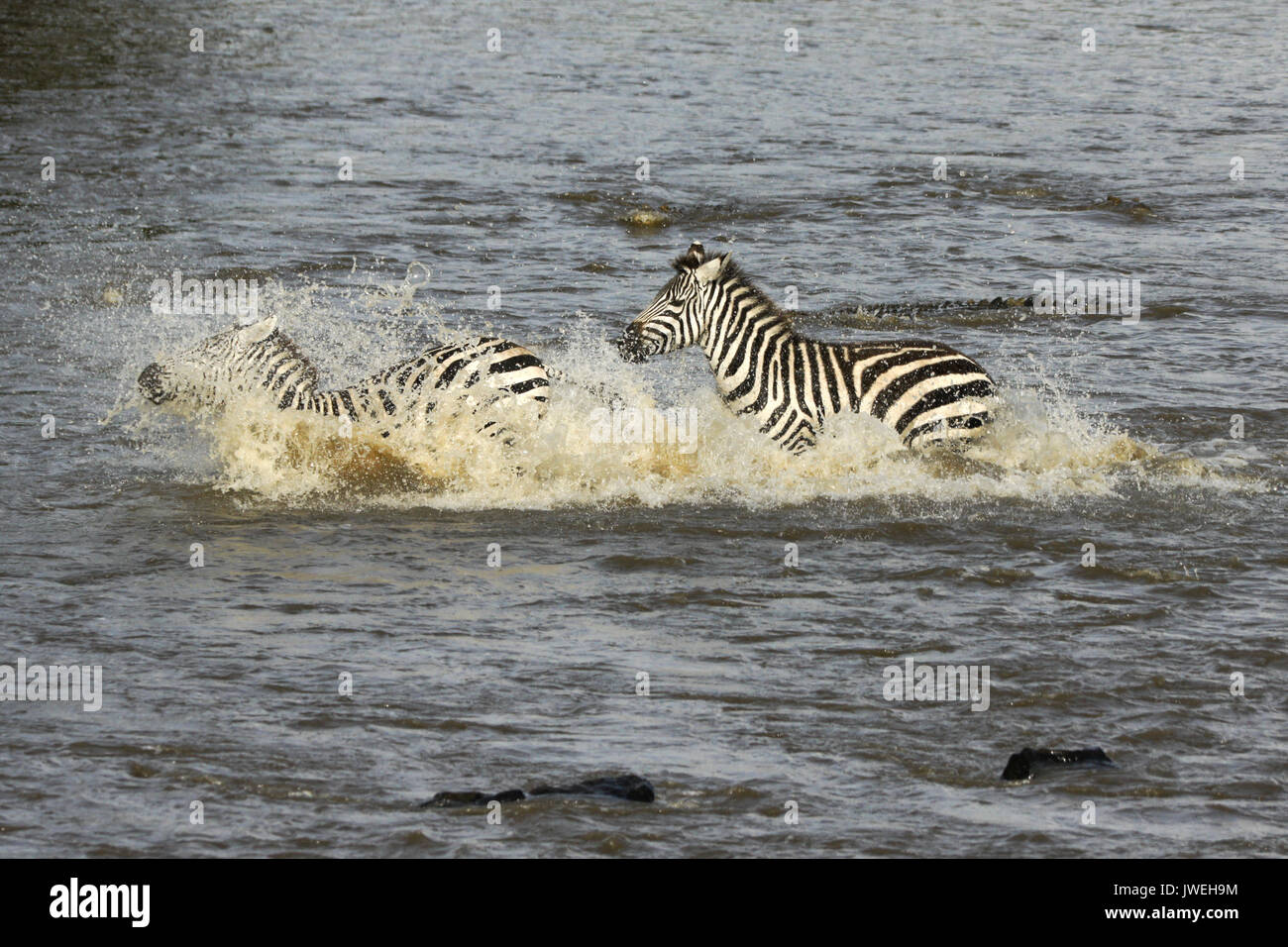 Burchell's (common or plains) zebras crossing crocodile-infested Mara River, Masai Mara Game Reserve, Kenya Stock Photo