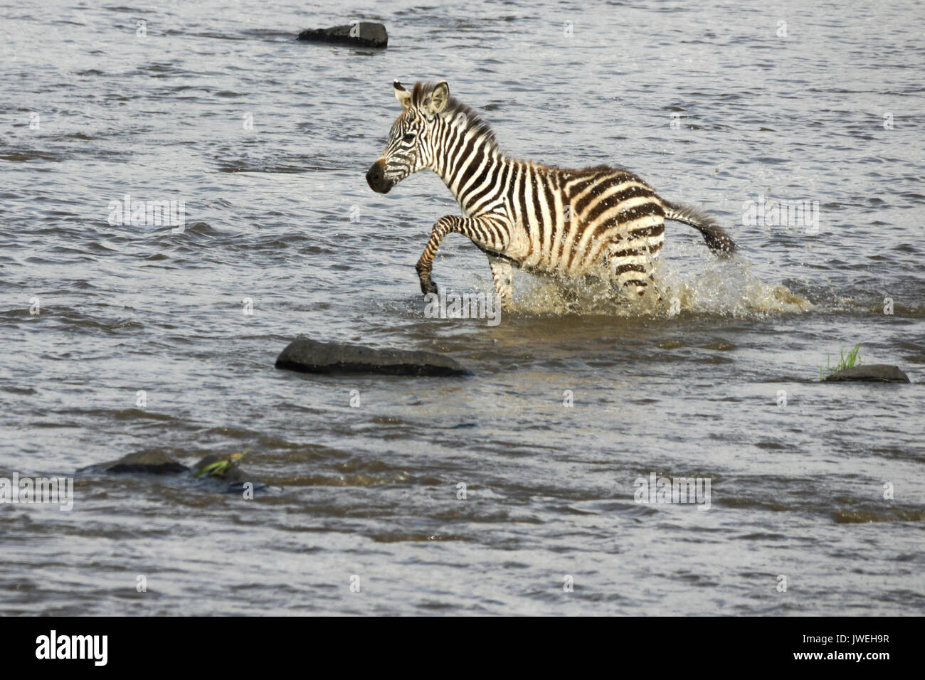 Young Burchell's (common or plains) zebra crossing Mara River, Masai Mara Game Reserve, Kenya Stock Photo