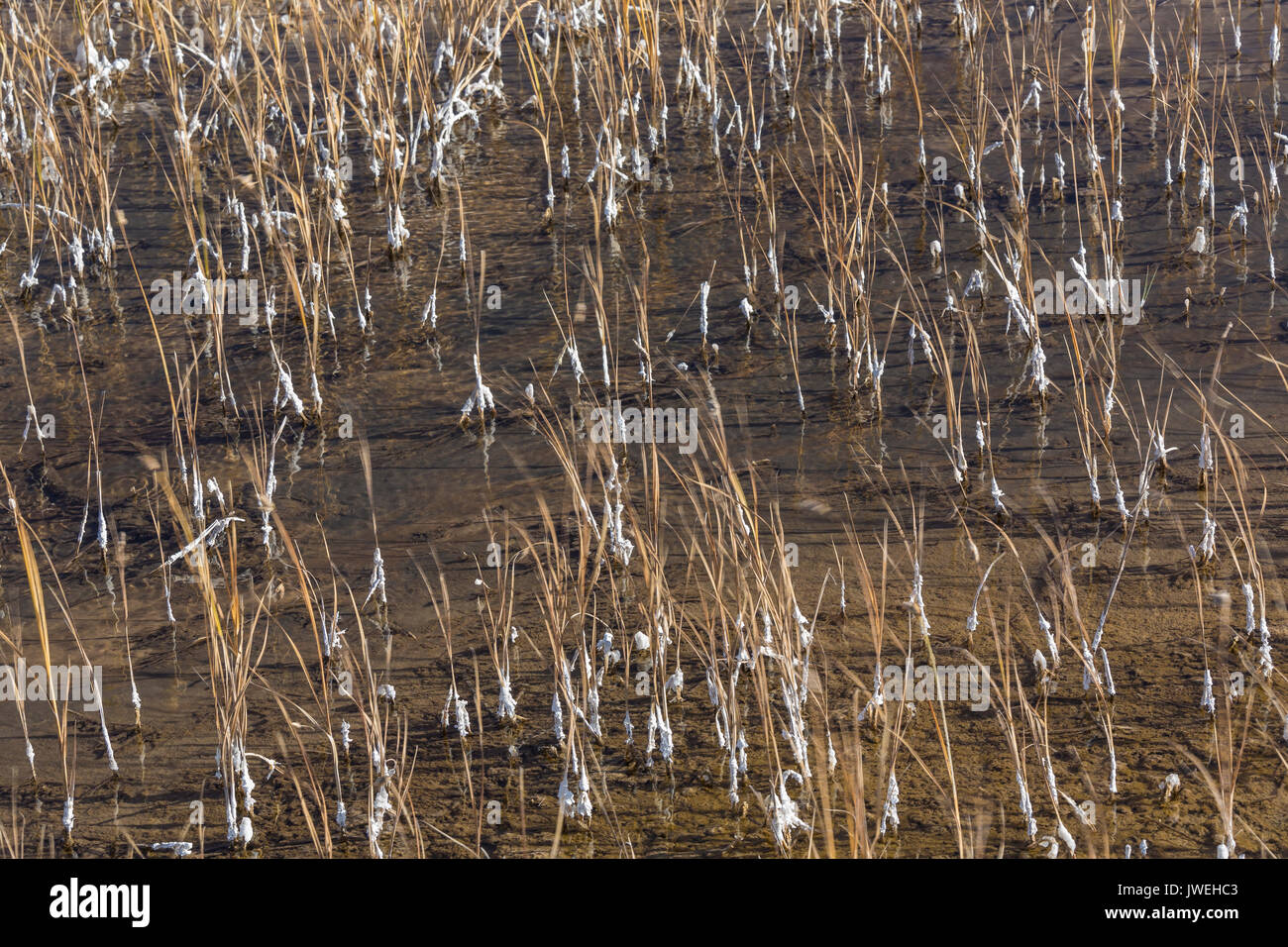 Alkali soil hires stock photography and images Alamy