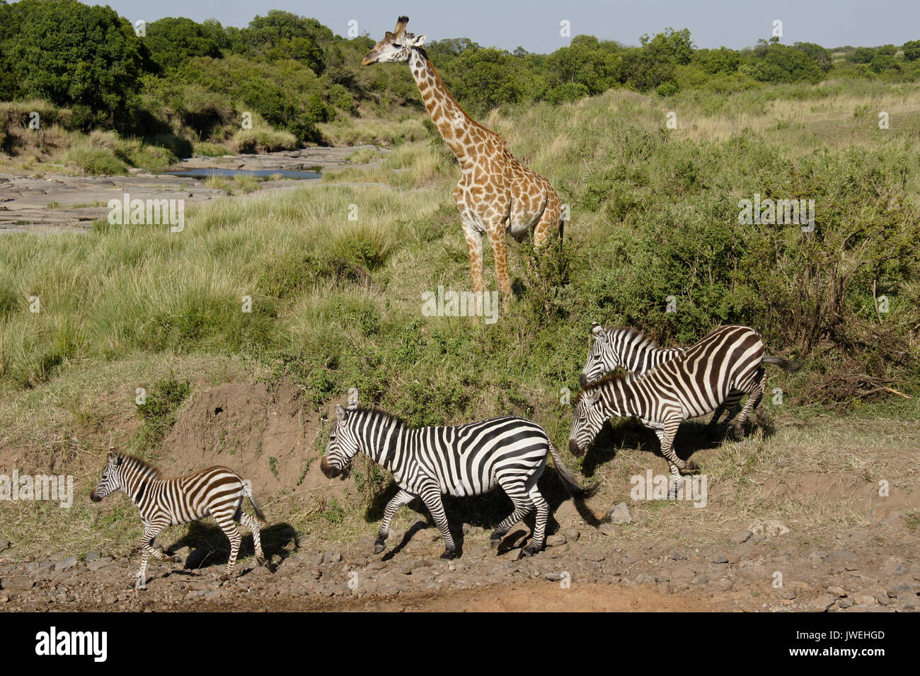 Burchell's (common or plains) zebra heading to river while Masai giraffe looks on, Masai Mara Game Reserve, Kenya Stock Photo