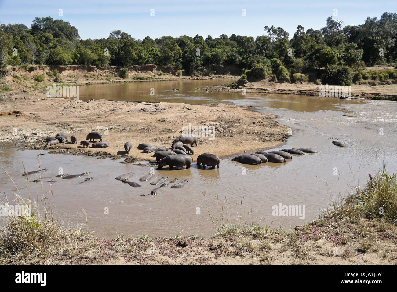 Hippos along the curves of the meandering Mara River, Masai Mara Game Reserve, Kenya Stock Photo