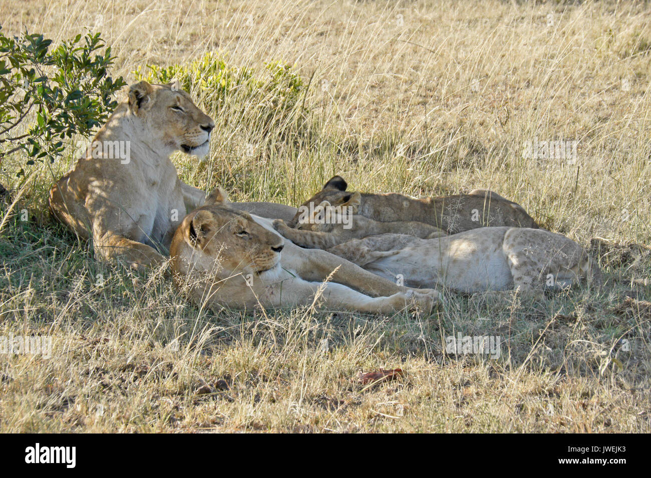 Lion cubs nursing while mothers rest in shade, Masai Mara Game Reserve, Kenya Stock Photo