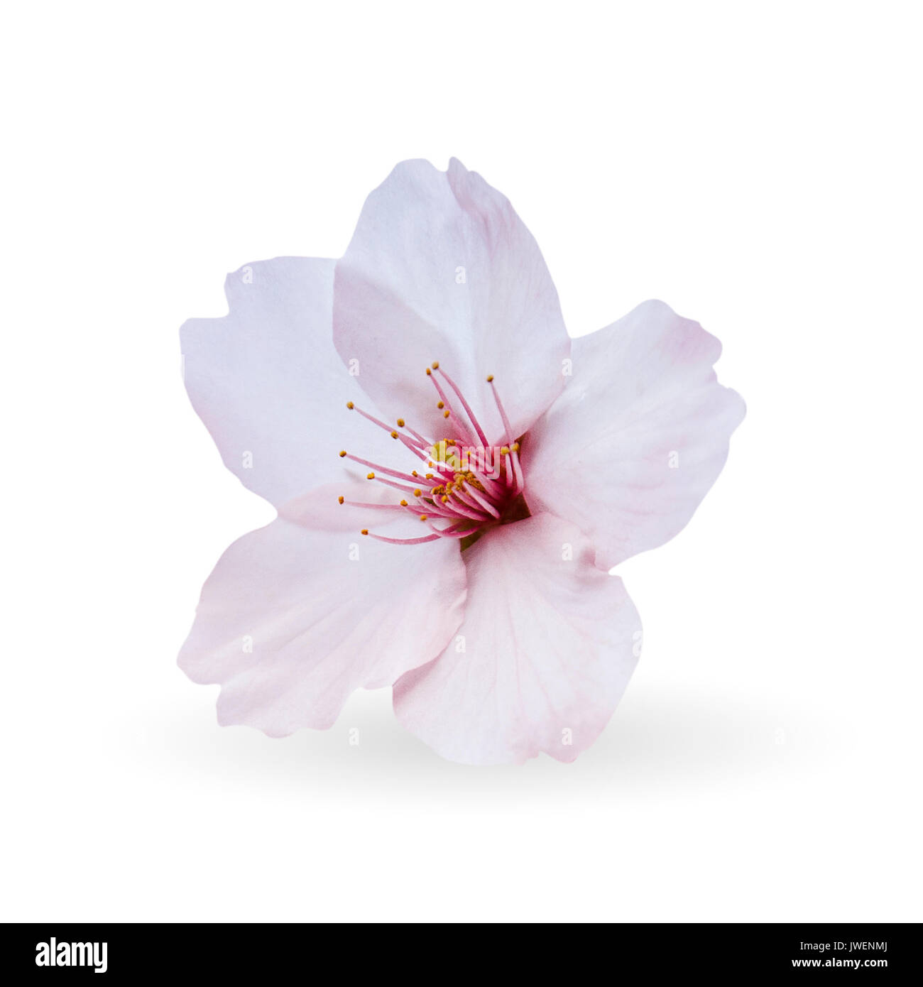Cherry blossom, sakura flowers isolated on white background Stock Photo ...