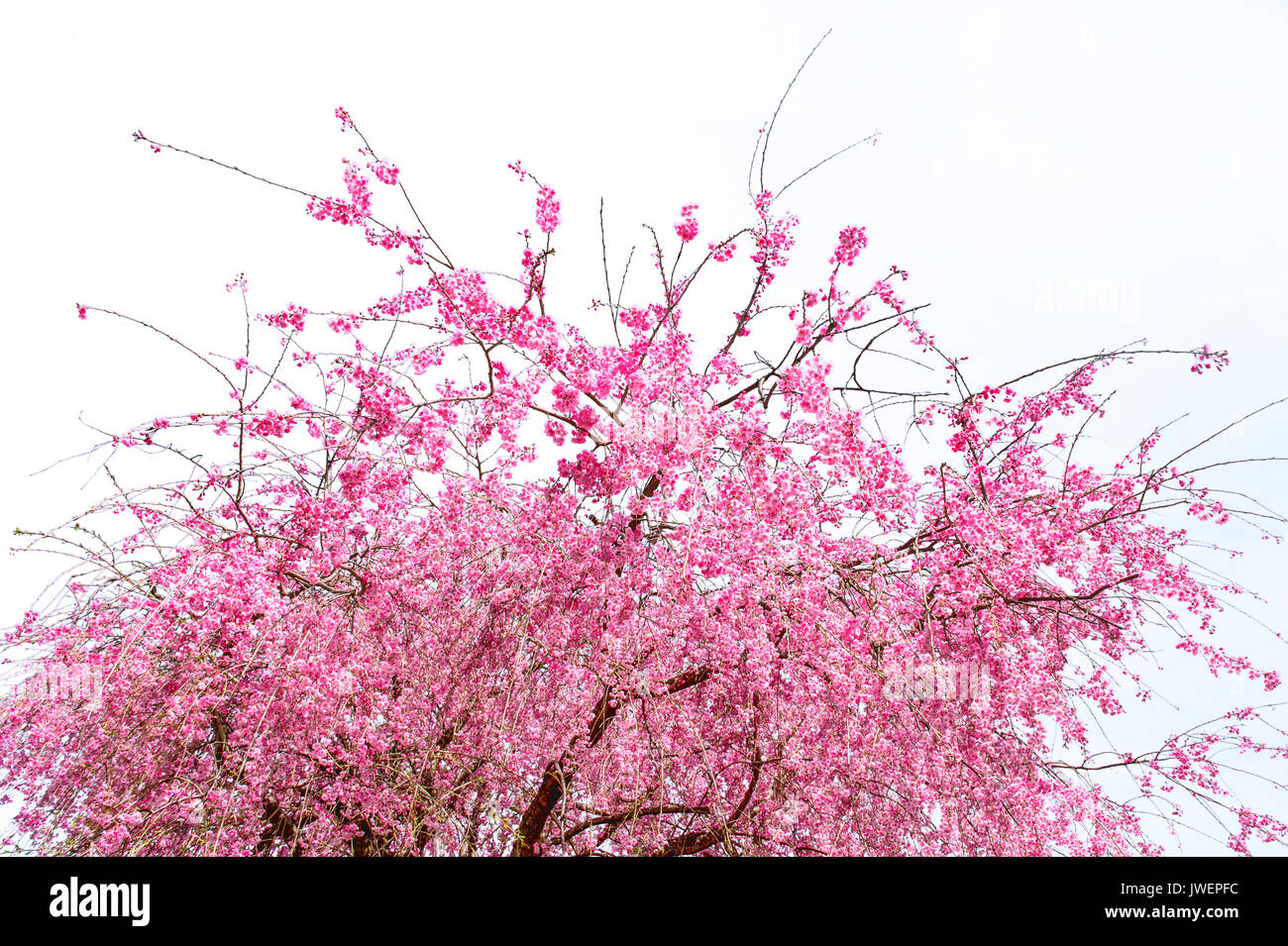 Cherry blossom, sakura flowers isolated on white background Stock Photo ...