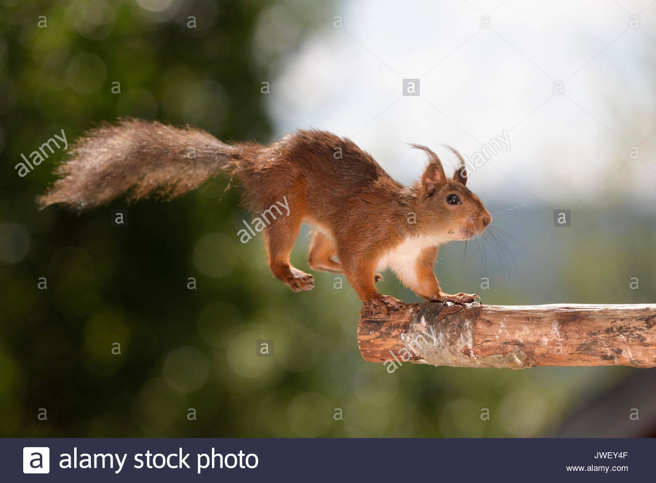 Squirrel Jumping Stock Photos & Squirrel Jumping Stock Images Alamy