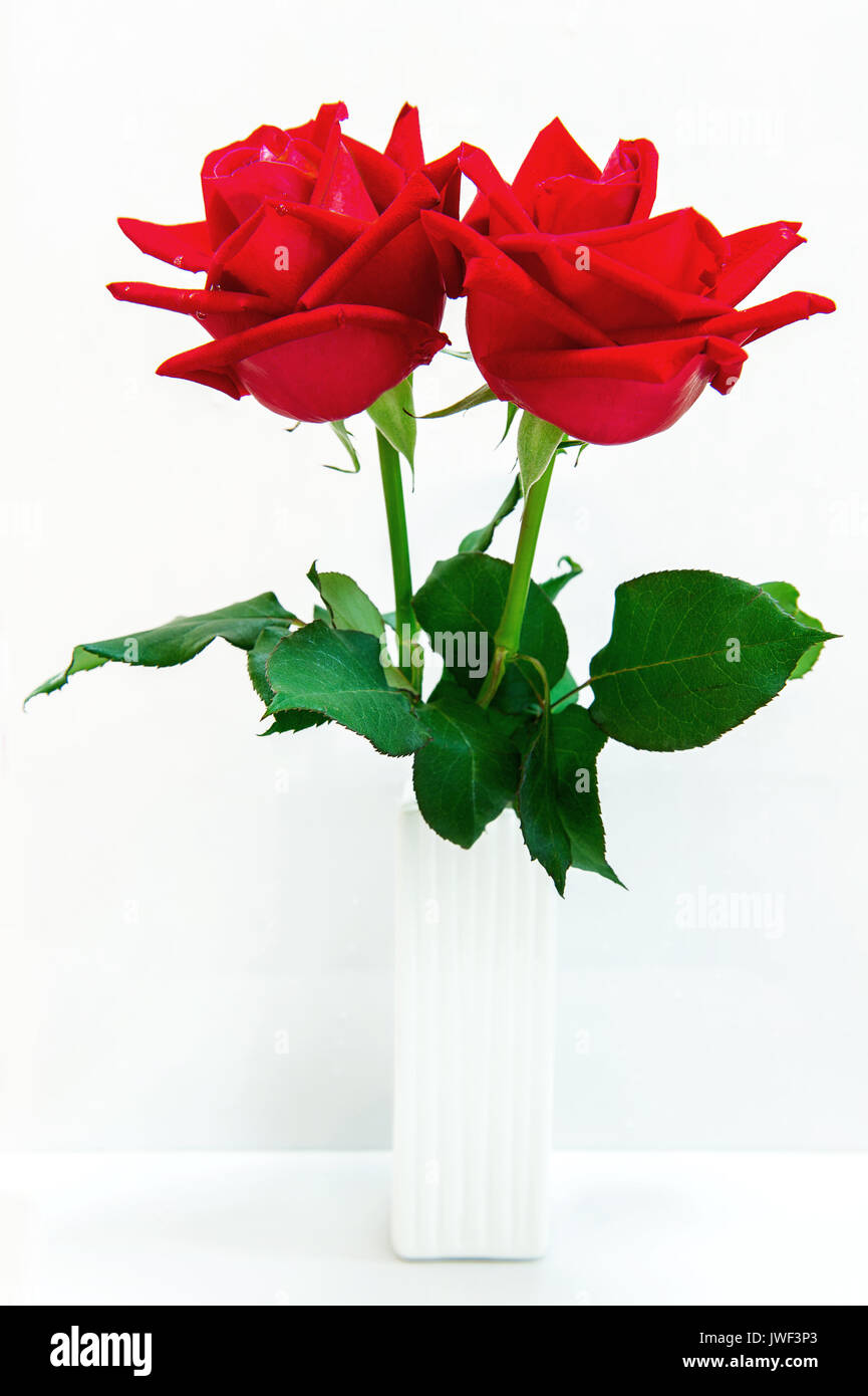 Red rose isolated on white background Stock Photo - Alamy
