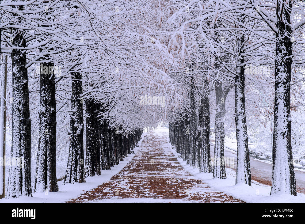 Row of trees in Winter with falling snow. Stock Photo