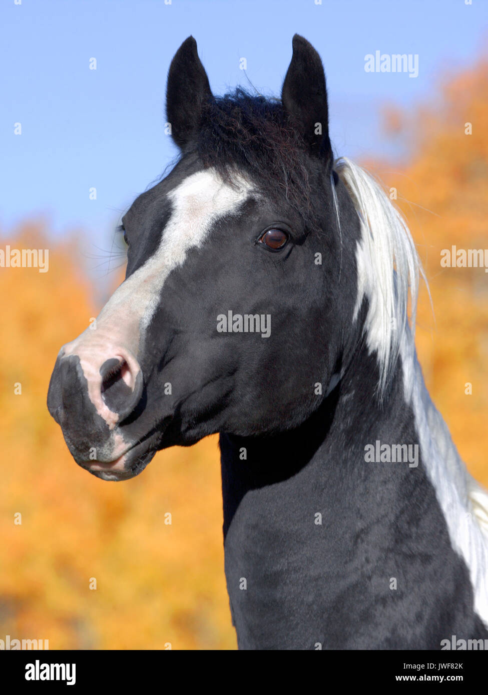 Tobiano hires stock photography and images Alamy